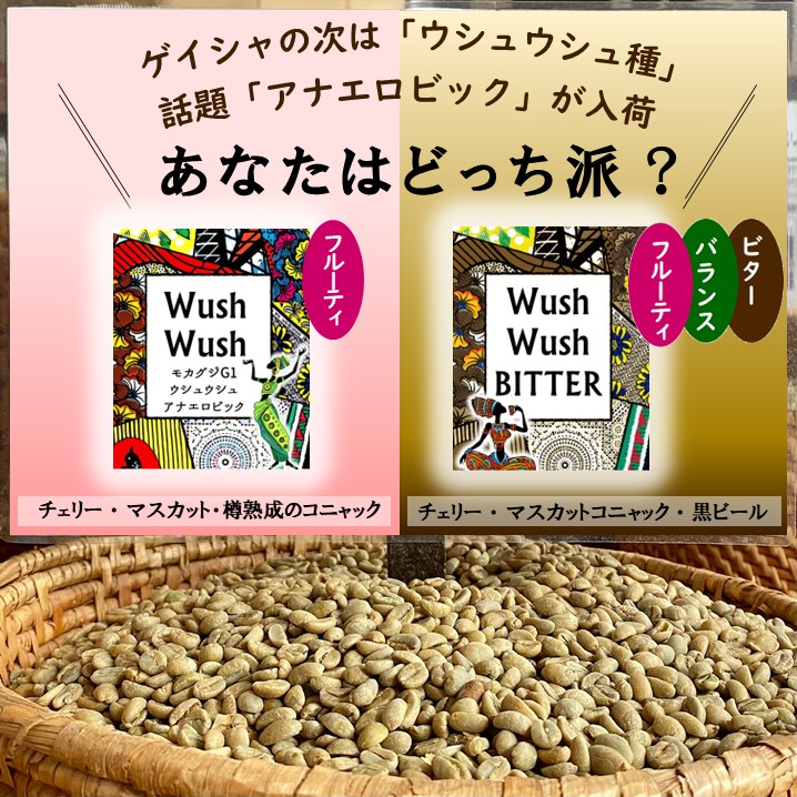 日本全国 送料無料 エチオピア ゲイシャＧ1コーヒー生豆1.5kg焙煎してません 簡単ハンドピック済
